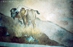 Pintura_bufalo